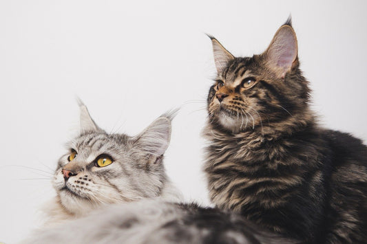 Warum Kratzbäume für Katzen so wichtig sind: Tipps und Empfehlungen