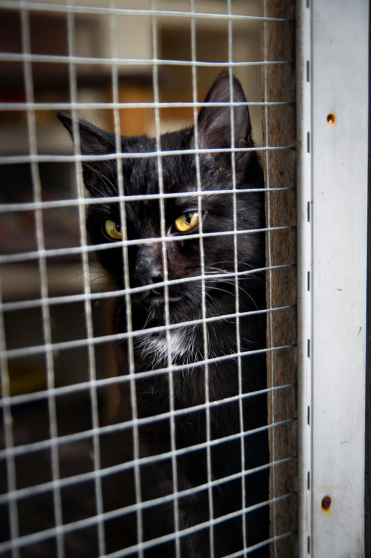 Gemeinsam für den Tierschutz – Jeder Einkauf zählt!